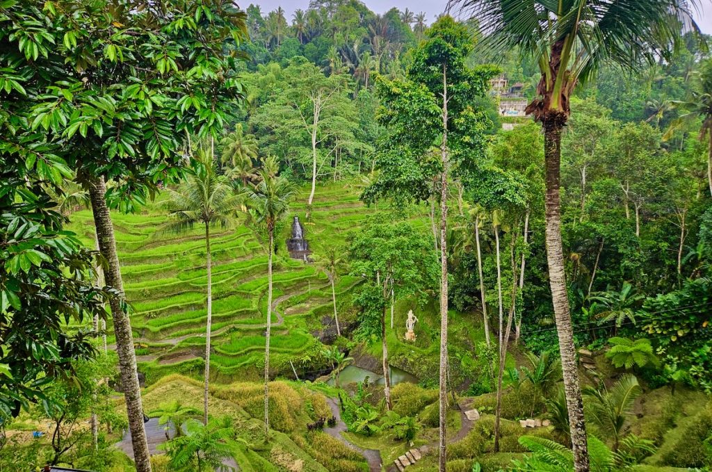 rice paddy, Ubud