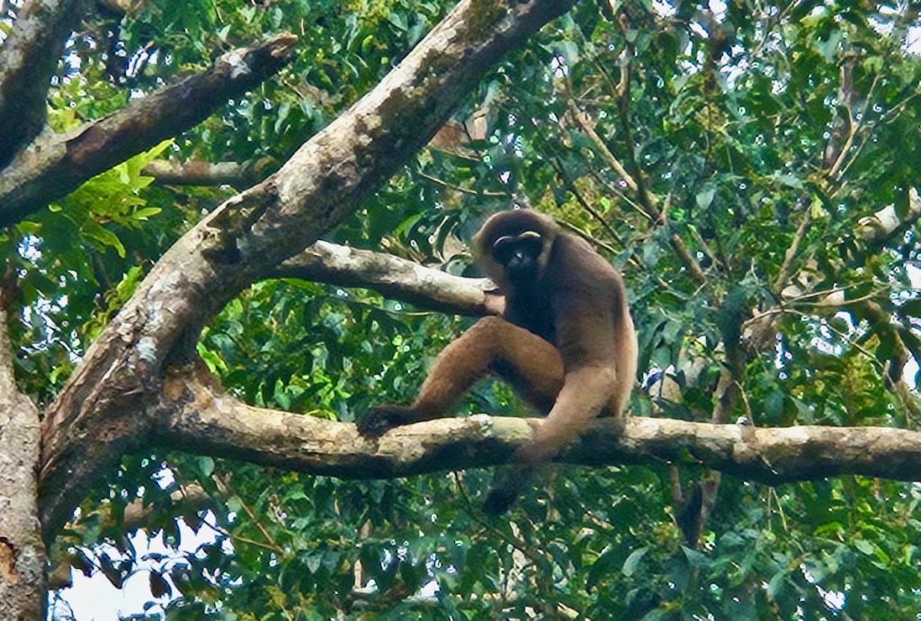 Gibbon in Tanjung Puting National Park
