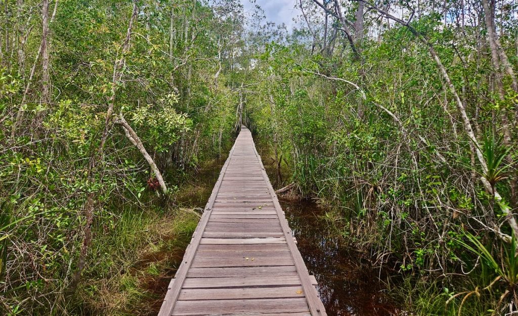 Boardwalk in Tanjung Puting