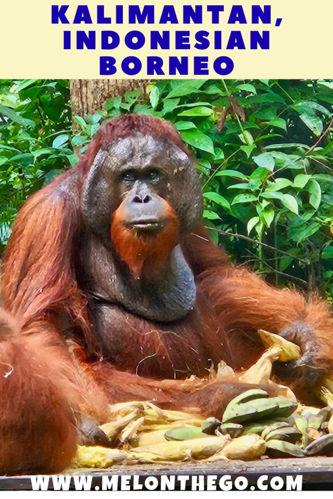pin Kalimantan Indonesia orangutan