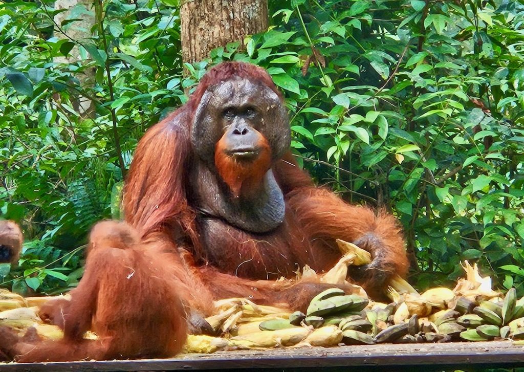Male Bornean Orangutan