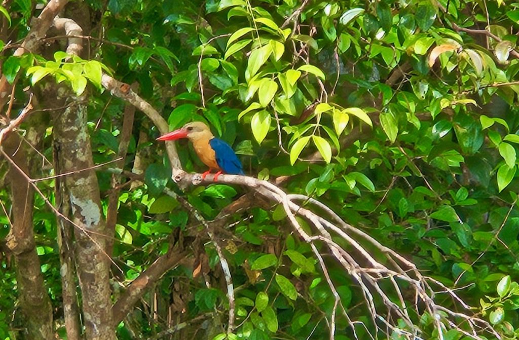 kingfisher, bird