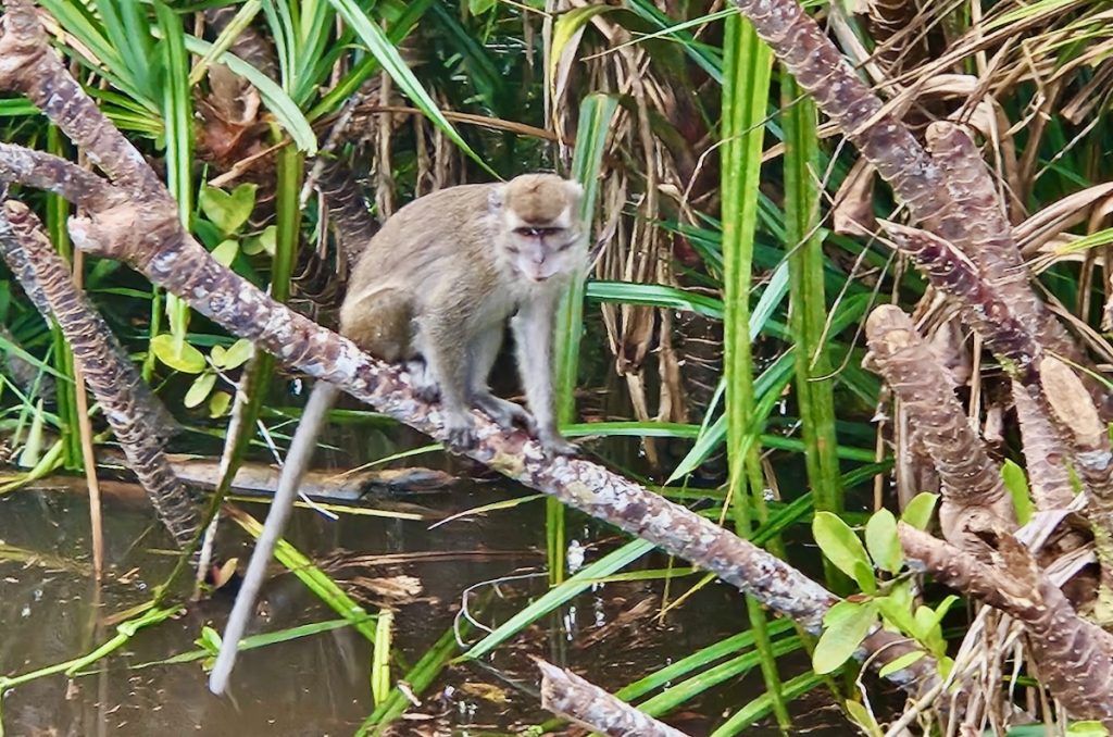 long tailed macaque, monkey