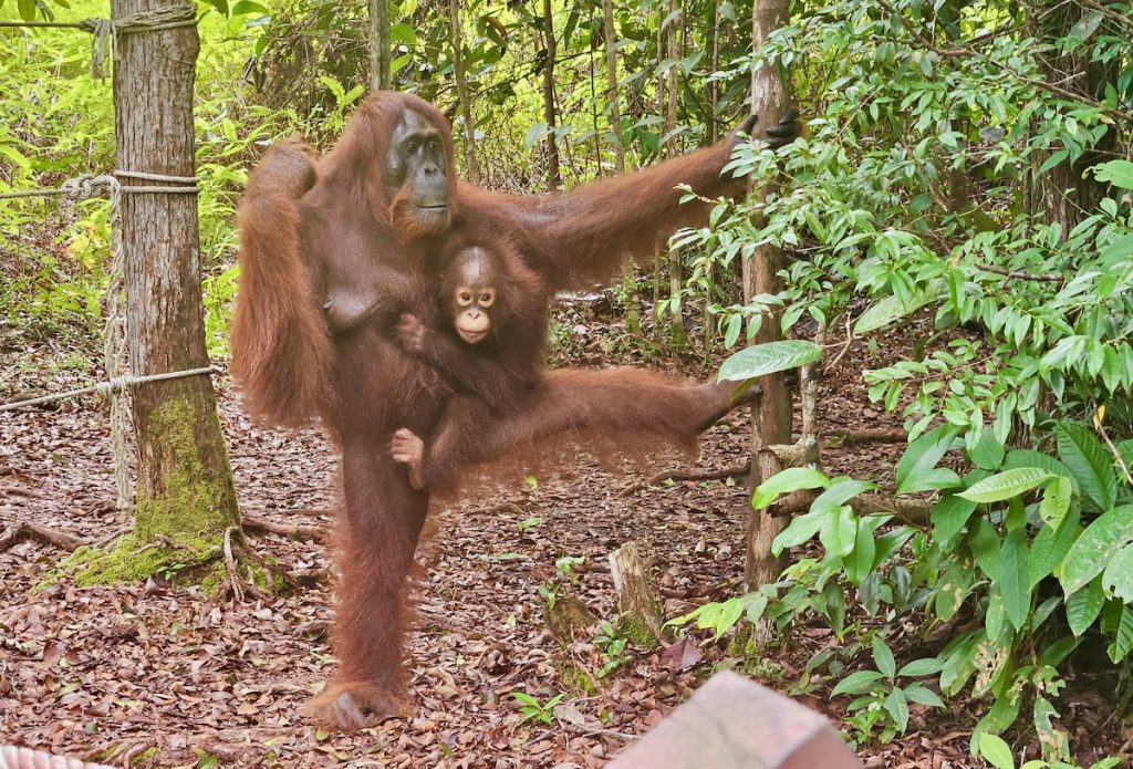 Orangutans, apes in Kalimantan Indonesia