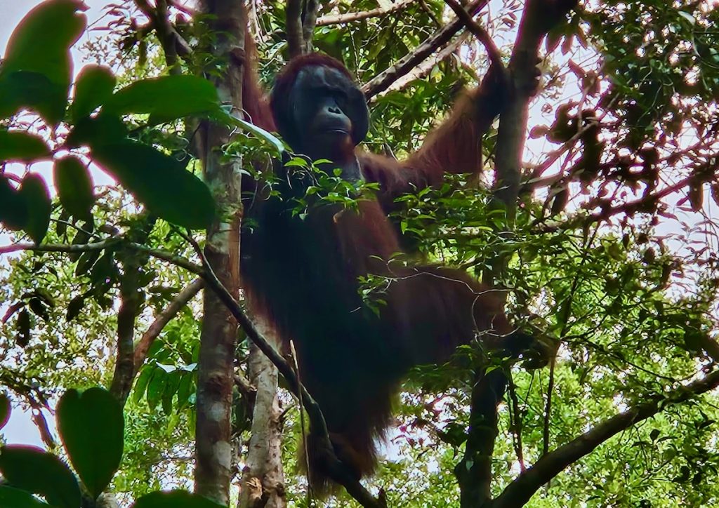 Male Orangutan Kalimantan Indonesia