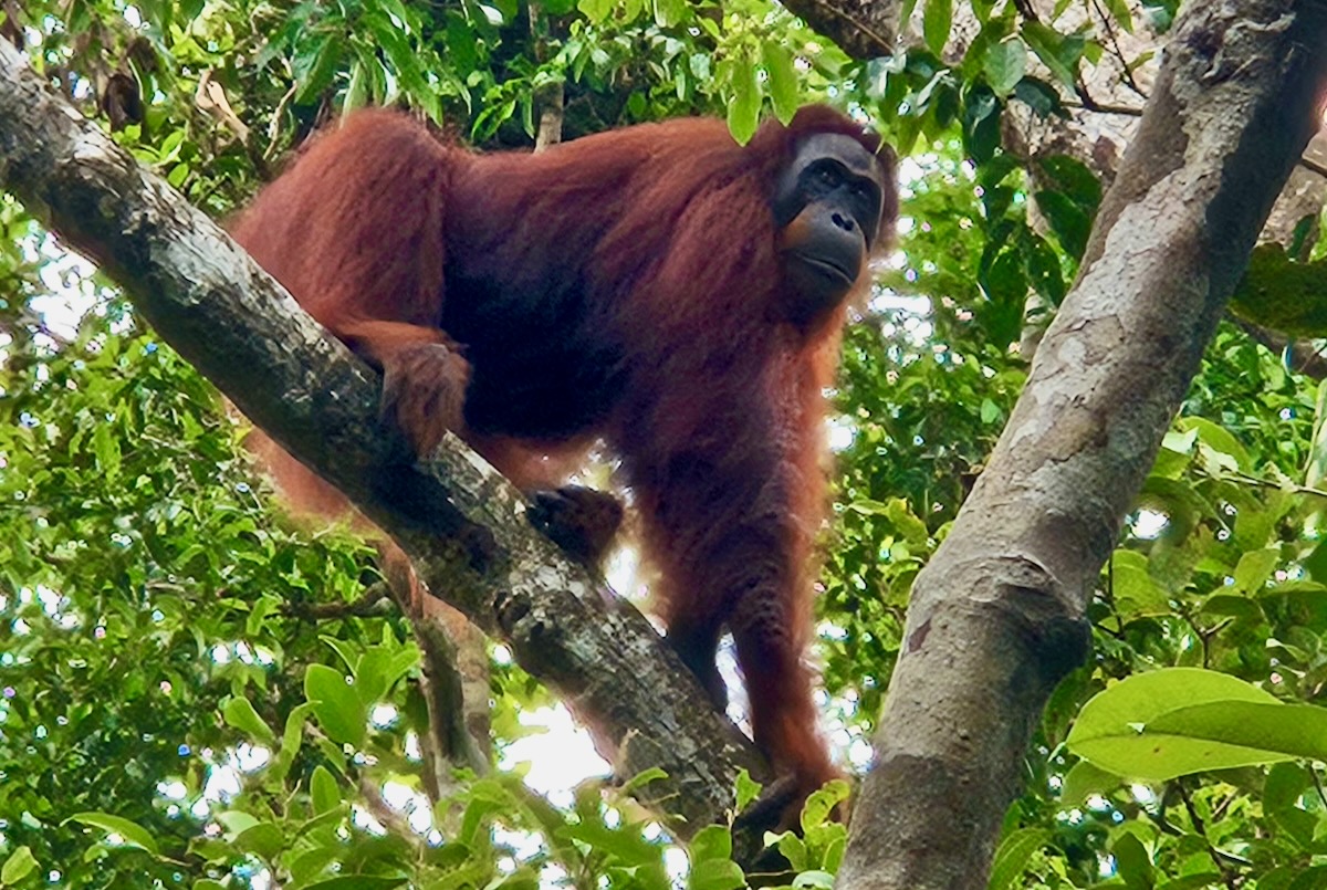 Kalimantan Indonesia