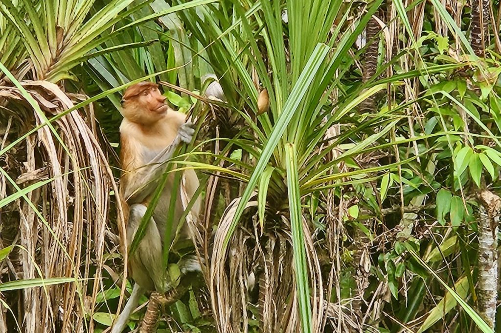 proboscis monkey