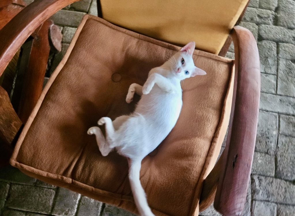 white cat relaxing