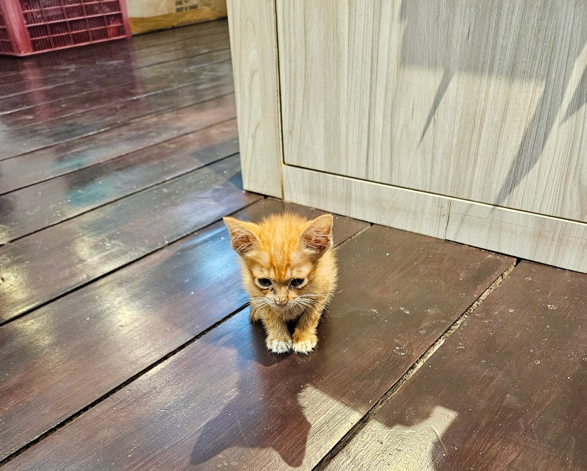 Cats of Indonesia