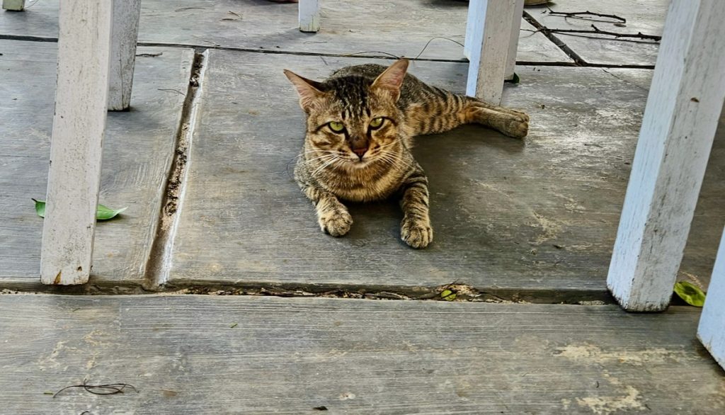 cat at a resort, Labuan Bajo, Indonesia