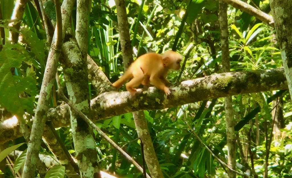 Baby silver leaf monkey