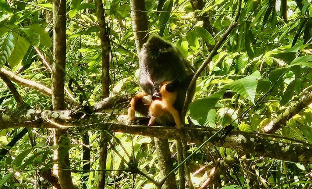 Orange baby silver leaf with momma monkey