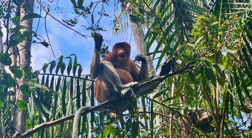 Proboscis Monkey