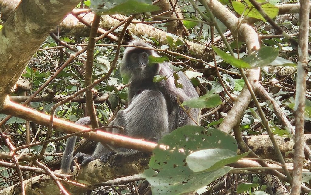 silver leaf monkey, wildlife