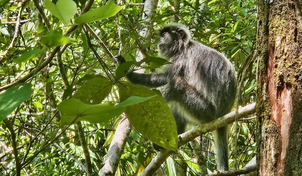 Silverleaf monkey at Bako National Park
