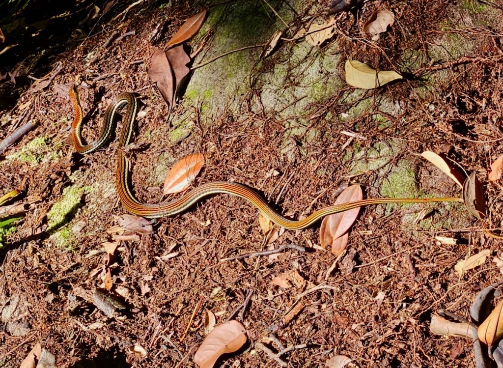 Striped bronzeback snake