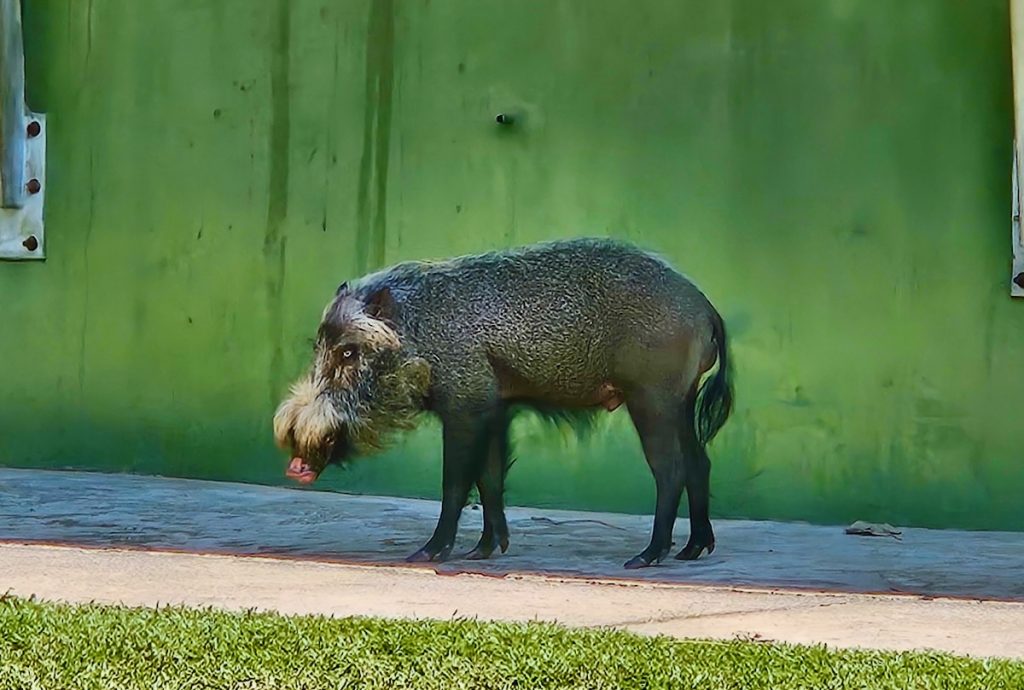 Borneo Bearded pig