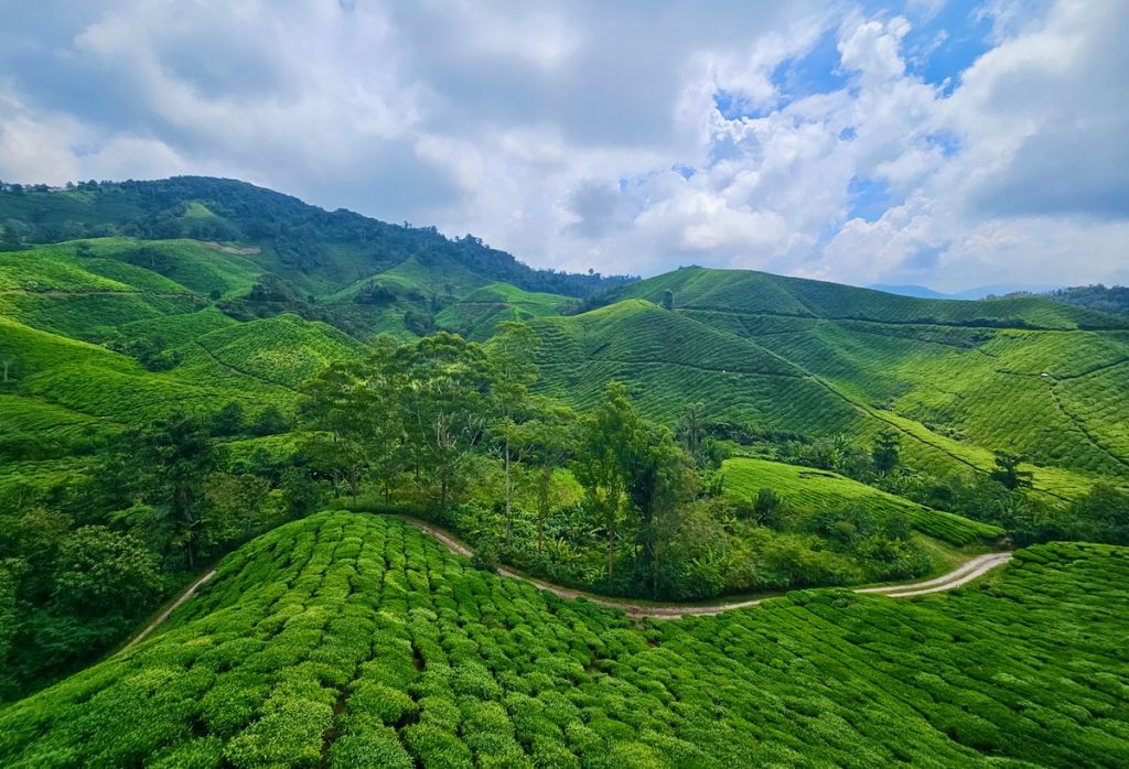 tea plantation BOH Cameron Highlands highlights