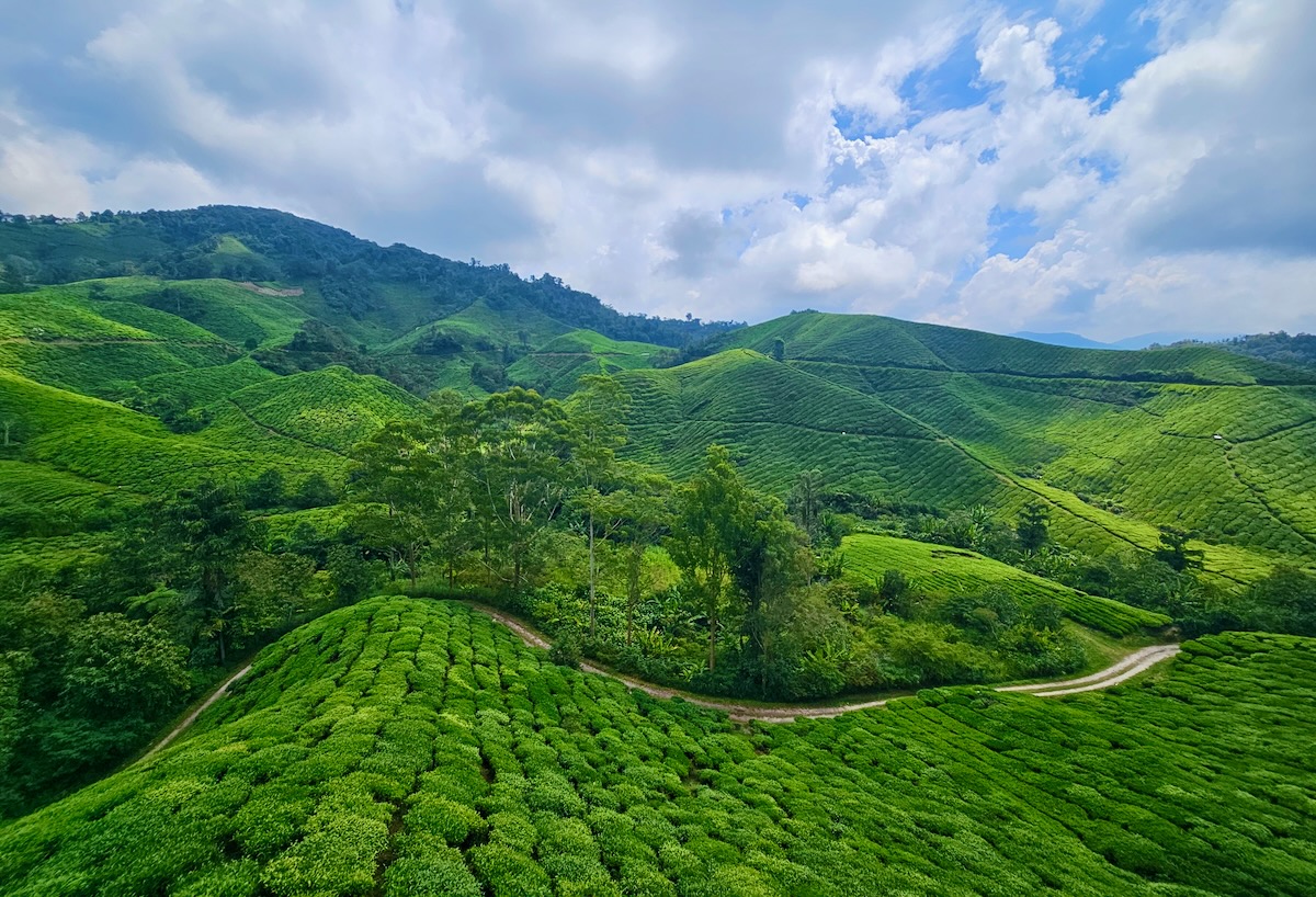 Cameron Highlands Highlights