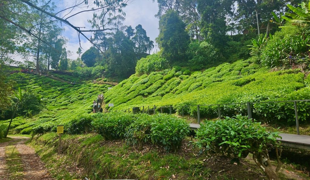 BOH Tea plantation, Cameron Highlands highlights
