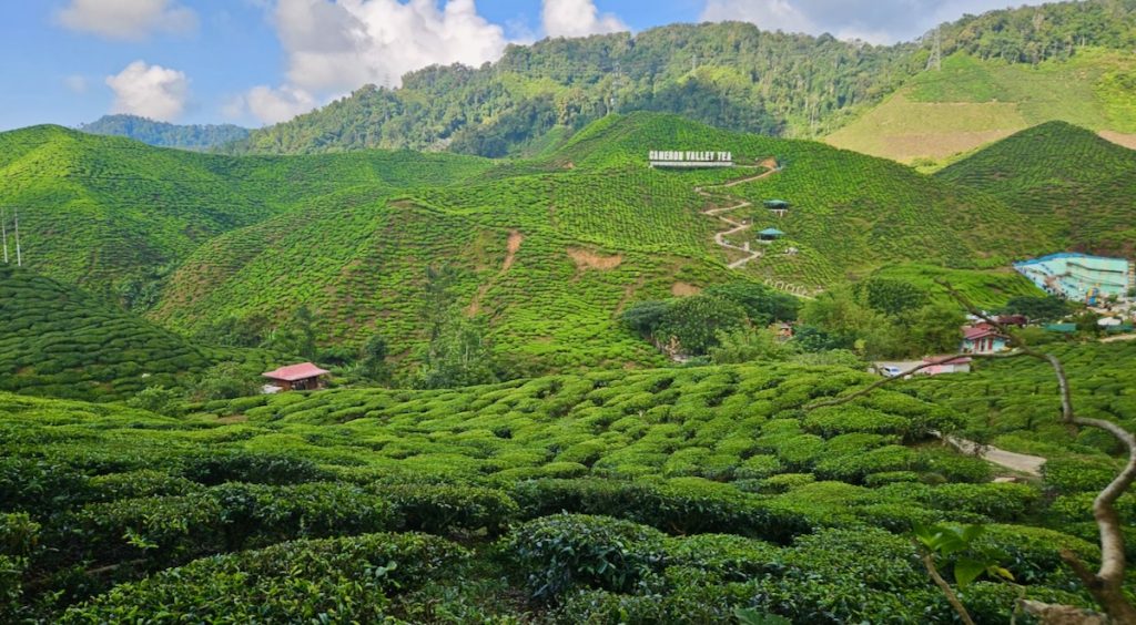 Cameron Valley Tea Plantation