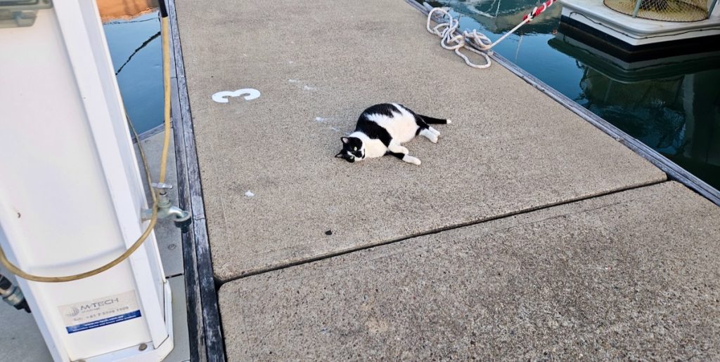 tuxedo cat lying on the ground