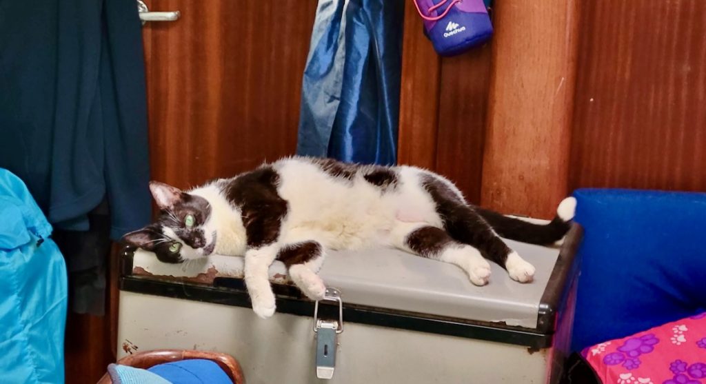 tuxedo cat relaxing