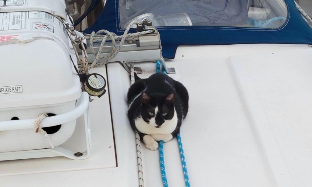 tuxedo cat on a boat
