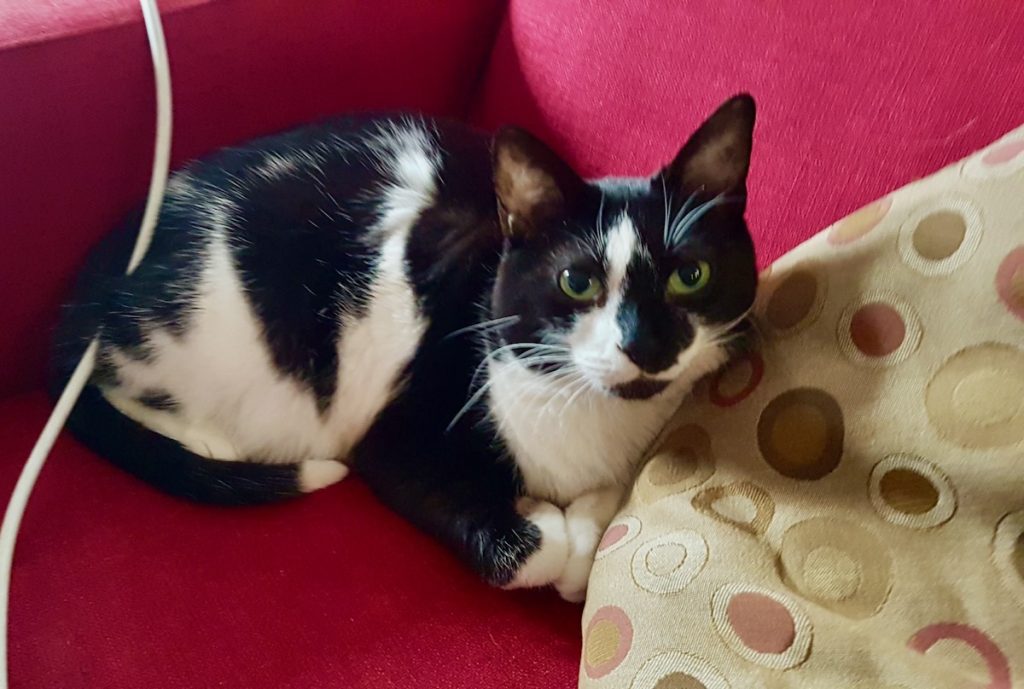 Domino the tuxedo cat on a red couch