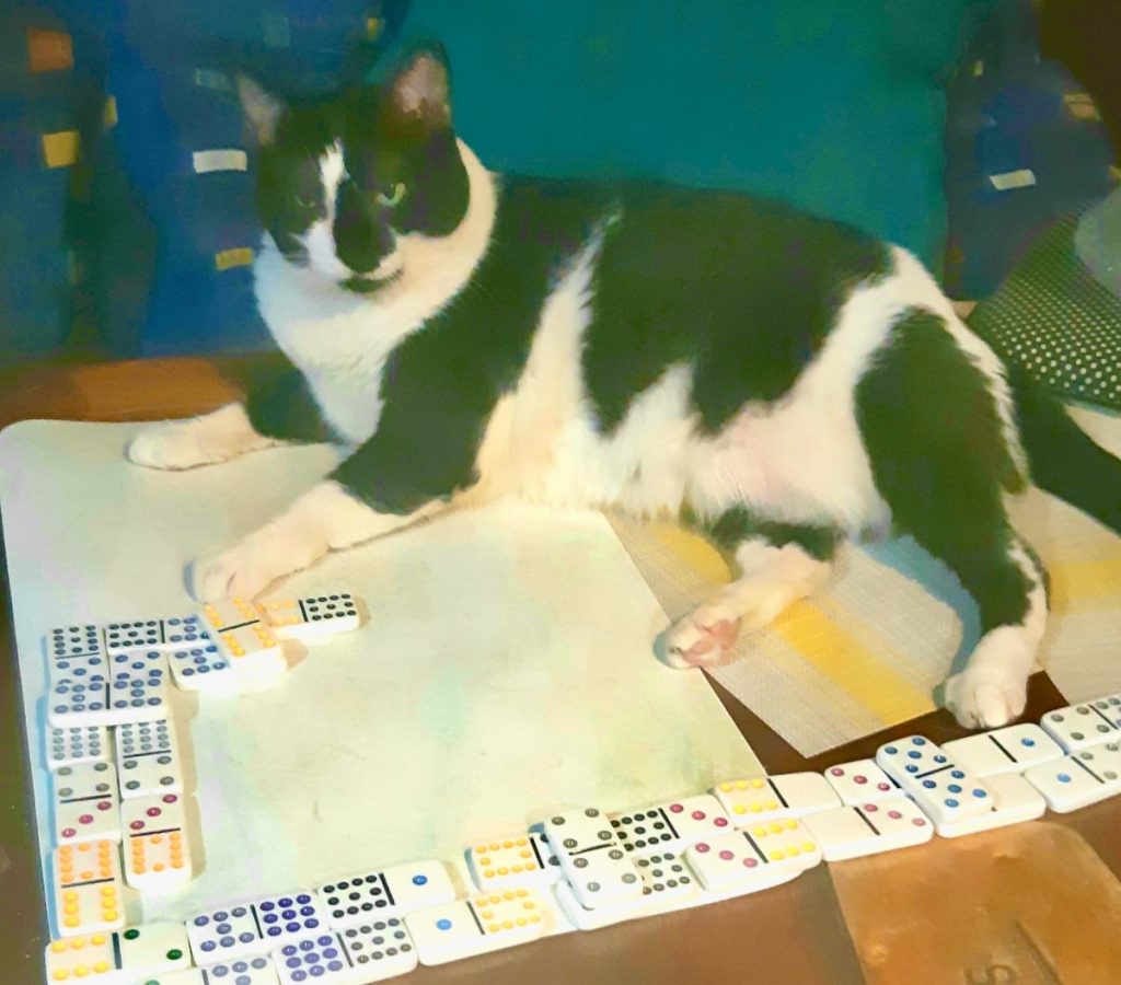 Domino the Cat and dominoes