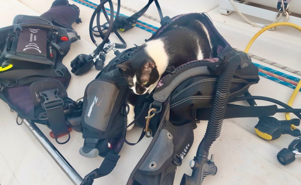 cat and scuba gear