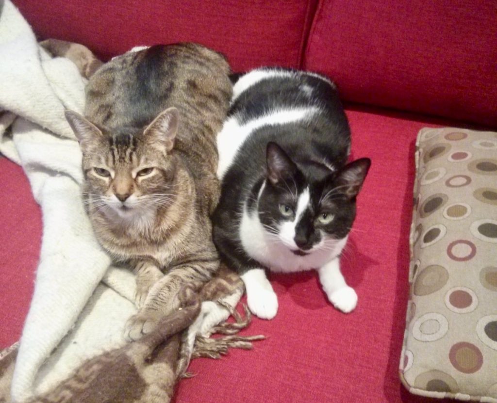 Calico cat and tuxedo cat on a couch