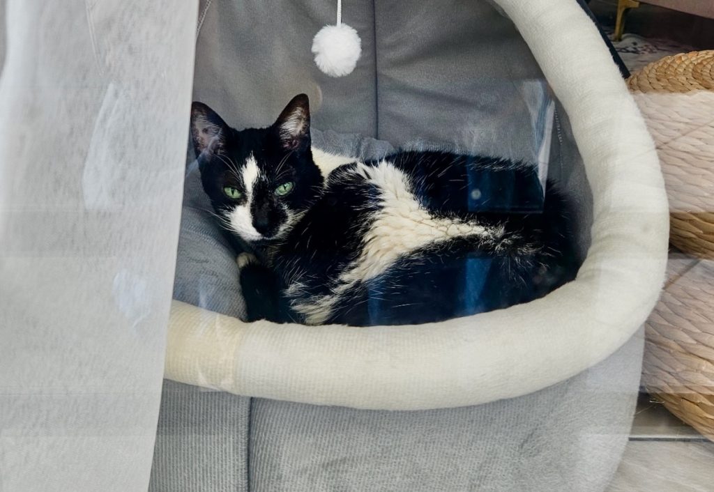 Domino tuxedo cat in her cat bed