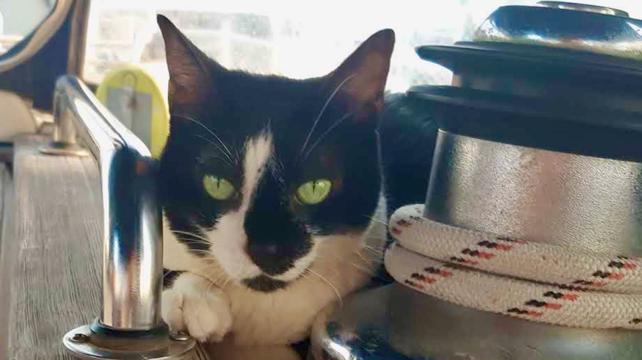 green eyed Domino tuxedo cat