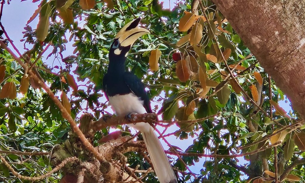 oriental pied hornbill, bird