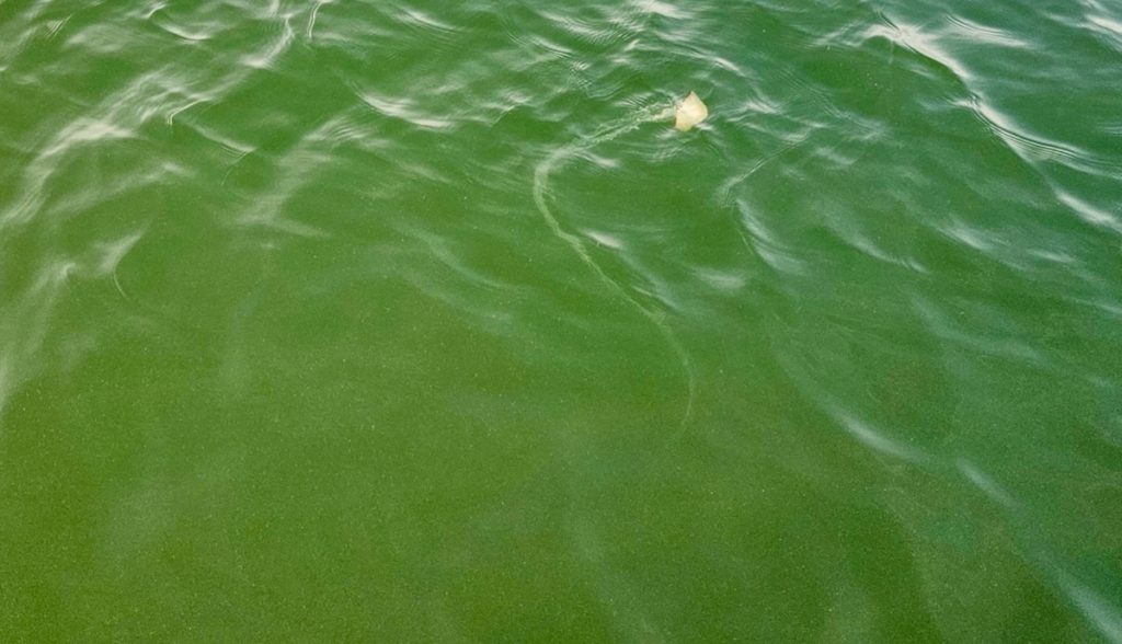 Jellyfish Malacca Strait