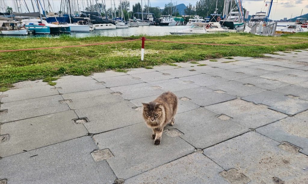 Cat at Pangkor Marina