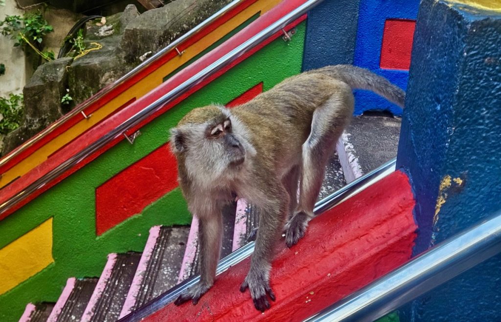 monkey at Batu Caves