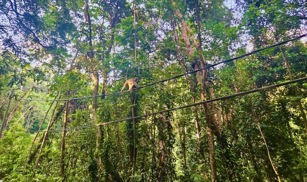 Monkey on powerlines Malaysia forest