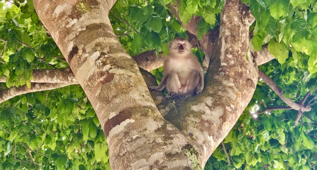 monkey in Malaysia