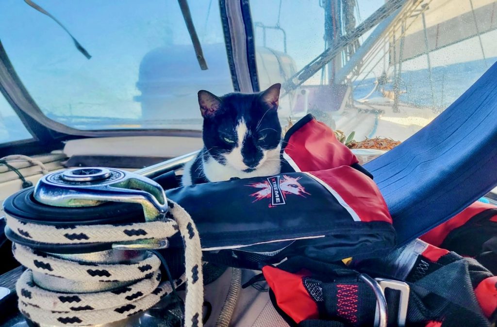 tuxedo cat on a boat, Domino: R.I.P.
