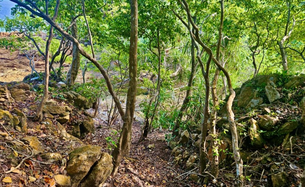 hiking trail, Tanjung Tuan Forest